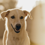 2024年8月定例法要会のお知らせ