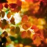 秋にペットが亡くなったら？安置方法