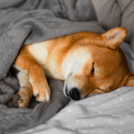 ペットセレモニーとは？