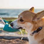 ペット霊園の費用とは？後悔しないために知っておくべきこと