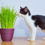 2024年9月定例法要会 秋季彼岸供養のお知らせ