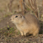 福岡でリチャードソンジリスの火葬を行うなら動愛園へ