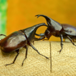 福岡でカブトムシの火葬を行うなら動愛園へ