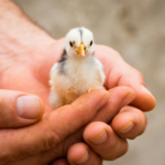 福岡でペットのお墓を選ぶときのポイント