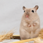 福岡で小動物の供養をお考えの方へ