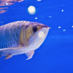 福岡でアロワナの火葬を行うなら動愛園へ