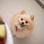 福岡にある動物霊園「動愛園」