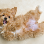 福岡でペットの合同葬儀を考える方へ