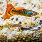 福岡でグッピーの火葬を行うなら動愛園へ