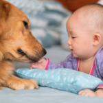福岡県内でペット火葬を考えるなら「動愛園」がおすすめの理由