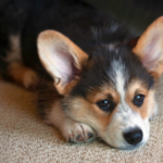 動愛園のペットメモリアルグッズ：心を込めたお別れを形に