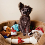 福岡のペット葬儀：自宅で大切なペットと最後の時間の過ごし方