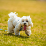 初めてのペット霊園をご利用する方へ