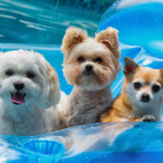 動愛園のアクセスと周辺情報