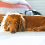 福岡市でペット火葬を安心して依頼する方法