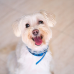 福岡で安心して利用できるペット霊園を選ぶには？