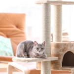 【健康管理】ペットが長生きするための日常習慣