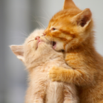 【福岡のペット火葬】個別・合同・立ち会い火葬の違いと選び方