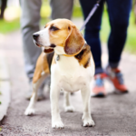 【福岡】大切なペットとの時間を特別なものに