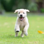 【ペット火葬の疑問解決】動愛園が答えるよくある質問