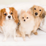 【ペット火葬の流れと準備】後悔しないために知っておくこと