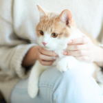 【ペット葬儀】立ち会い火葬と一任火葬の違い