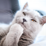 ペットの火葬と葬儀に関する「よくある質問」Q&A