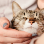 ペットの火葬を考える前に知っておきたい「お別れの準備」