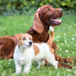 【福岡でペット火葬】火葬の費用相場と選び方