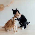 【動愛園での火葬】当日準備チェックリスト