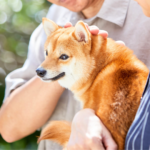【福岡県のペット火葬】合同と個別の違い