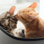 ペットとの急な別れ