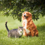 ペットの納骨方法と選び方