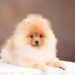 ペット霊園選びで大切なポイント