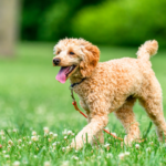 個別納骨と永代供養の違いとは？