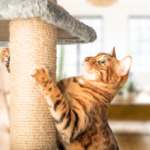 動愛園でできるペットの供養まとめ