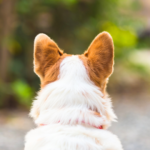 立ち合い個別火葬の一日の流れとは