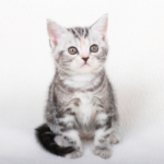 【ペット葬儀で迷いやすい】火葬方法の選び方