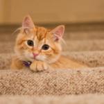 ペット火葬前に家族で話し合うべきこと