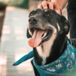 一任遺骨返納プラン｜安心のペット火葬