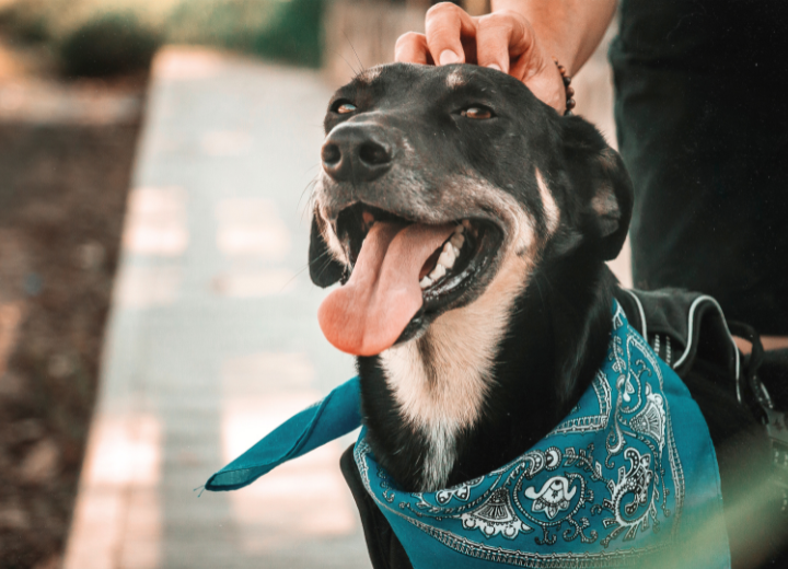 一任遺骨返納プラン｜安心のペット火葬