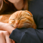 大切なペットを見送ったあと