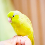 小動物のお骨は残る？｜ペット火葬