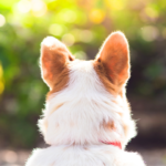 福岡県でペット火葬｜おまかせ合祀のご案内