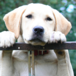 福岡県のペット火葬：立ち合い個別火葬のご案内