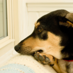 【ペットの葬儀】後悔しないための準備とは？