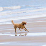 【動愛園にお任せ】急な火葬依頼には対応してくれますか？