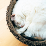 【火葬〜拾骨まで全てお任せ】お骨を自宅へ持ち帰りたい方へ