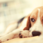 ご事情がある方へ：動愛園の柔軟な案内