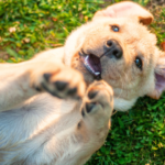火葬の内容と料金を比較｜動愛園